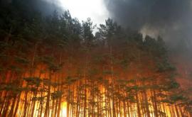 Дым от лесного пожара может распространять инфекционные заболевания