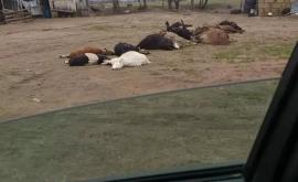 O haită de lupi a sfîșiat zeci de oi și capre la Florești