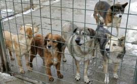 Власти села Бобейка решили отстреливать бездомных животных DOC