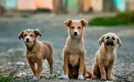 Petiție Oamenii se opun deciziei privind împușcarea animalelor fără adăpost la Bobieca