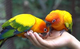 Биологи нашли попугаевальтруистов