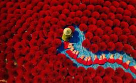 Trandafiri sau arbuști colorați Imagini spectaculoase surprinse întrun sat din Vietnam