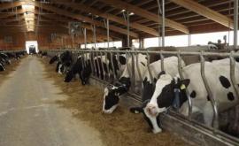 Засуха негативно сказалась на поголовье скота в Молдове