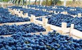 Производители винограда не могут реализовать свою продукцию