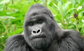 Gorilele de la grădina zoologică din San Diego au fost diagnosticate cu COVID19