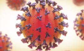 Раскрыто происхождение коронавируса SARSCoV2