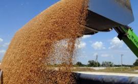 Transnistria a prelungit interdicția asupra exportului de grîu orz și porumb