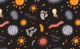 Где больше всего микробов