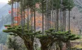 Дайсуги загадочная японская техника позволяет получать древесину не вырубая лес