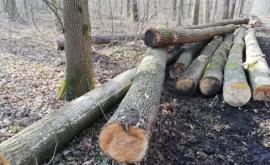 Mafia lemnului în RMoldova nu este de azi sau de ieri dar de ani buni declarație