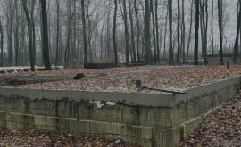 Beton armat în locul copacilor în pădurea din Durlești