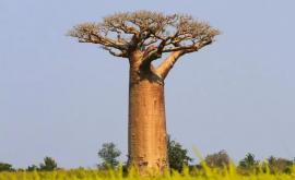 Интересные факты о баобабе дереве которое не горит в огне и живёт 5 тысяч лет 