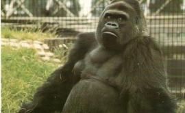 Коронавирус Инфицированную гориллу вылечили синтетическими антителами