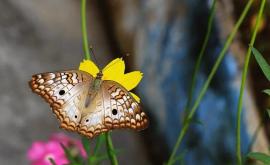 Ученые выяснили как летают бабочки