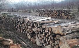 Va rezista pădurea moldovenească autofinanțării Moldsilva