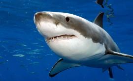Популяция акул в океанах упала на 71 с 1970 года 