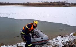 O lebădă a fost salvată de pompieri A rămas blocată în gheața unui rîu