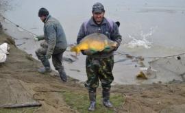 Молдавские рыбоводы о законопроекте Слусаря Это ведет к катастрофе