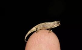 A fost descoperită cea mai mică reptilă de pe planetă 