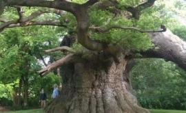 Acest stejar are 900 de ani El se află în parcul Fredville Marea Britanie