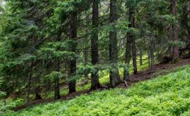 O nouă lege privind Fondul forestier din RM votată în Parlament