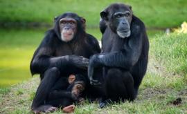 Неизвестная болезнь убивает западноафриканских шимпанзе