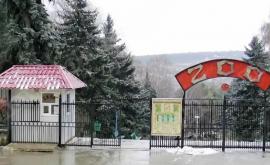 Cine investighează cazul atacului tigrului asupra angajatului Grădinii Zoologice din Chișinău