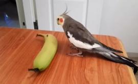 А вы смогли бы так Попугайвиртуоз поет и подыгрывает себе на банане