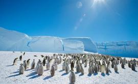În gheața din Antarctica au fost descoperite animale necunoscute