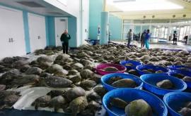 Mii de broaște ţestoase au eşuat pe coastele statului american Texas