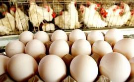 Молдова может получить право на экспорт в ЕС мяса птицы и яиц