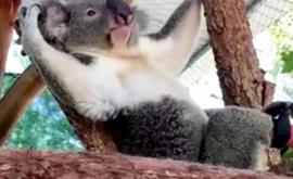 În Australia a fost realizată prima proteză pentru coala în lume