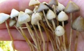 В чем причина волшебного действия галлюциногенных грибов 