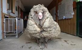 35 килограммов шерсти как выглядела овца до стрижки