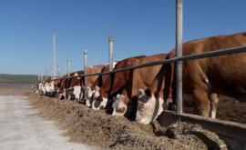 Ministerul Agriculturii anunță condițiile de subvenționare per cap de animal