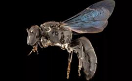 Найден редкий вид австралийских пчел считавшийся вымершим