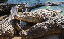 Mai mulţi crocodili în libertate după ce au evadat de la o fermă din Africa de Sud