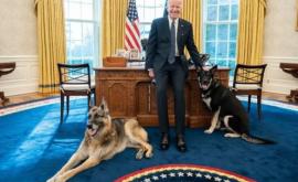 Cîinii lui Joe Biden au fost dați afară de la Casa Albă