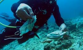 Обнаружен риф загрязненный медицинскими масками