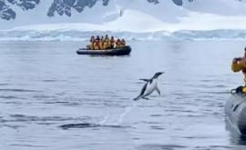 В Антарктиде пингвин уплывая от косаток запрыгнул прямо в лодку к туристам 