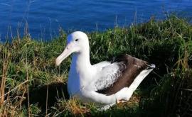 O înregistrare care surprinde aterizarea comică a unui albatros devenită virală