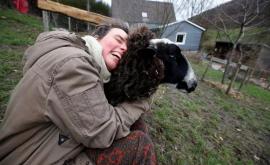 Немецкие фермеры предложили одиноким гражданам обнять овец