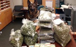 SUA Un cîine poliţist a descoperit marijuana în valoare de 8 milioane de dolari
