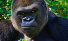 Инвесторы с Reddit переключились на горилл