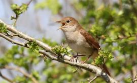 Исследователи бьют тревогу птицы теряют навыки пения