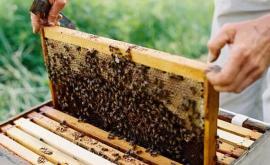 Cît de bine au rezistat albinele în această iarnă Apicultorii au mari speranțe în 2021