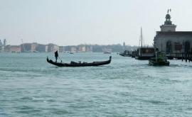 В водах венецианских каналов появились дельфины