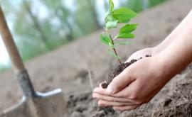 Voluntarii invitați să participe la o acțiune de plantare a copacilor la Vărzărești Nisporeni
