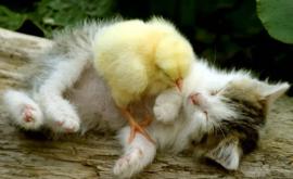 Prietenie neobișnuită dintre două pisici și cîțiva pui de găină