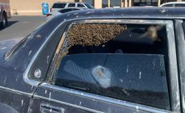 După ce a pornit mașina un bărbat a văzut pe bancheta din spate un roi de albine